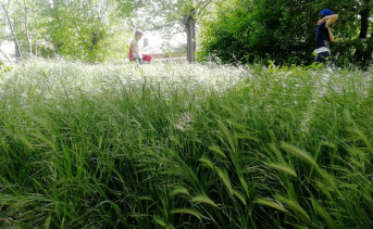 Придорожная трава. Фото ruffnews.ru