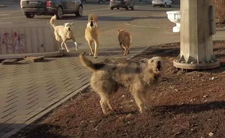 Бродячие собаки в городе. Фото 63.ru