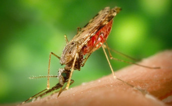 Малярийный комар. Фото nauka-prosto.ru.