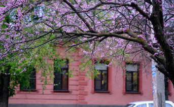 Цветущее дерево. Фото Никиты Сиденина