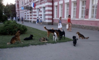 Стая бродячих собак около школы №1. Фото «Подслушано в Азове…»