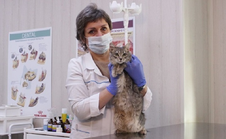 Ветеринар с котом. Фото donland.ru