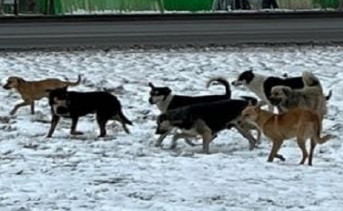 Бездомные собаки в Новочеркасске. Фото ruffnews.ru