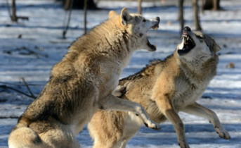 Волки. Фото Александра Липковича