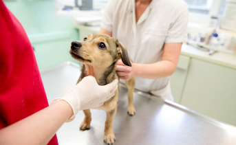 Собака в клинике. Фото ruffnews.ru