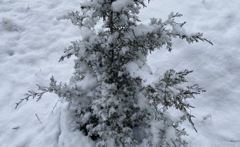 Туя в снегу. Фото ruffnews.ru