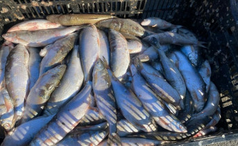 Незаконно выловленная рыба. Фото Пограничного управления ФСБ России по Ростовской области.