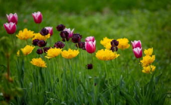 Тюльпаны. Фото Сергея Плишенко