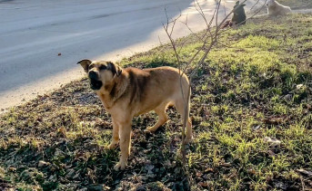 Бездомная собака. Фото ruffnews.ru