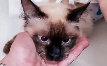 Кошка выходит из наркоза после стерилизации. Фото ruffnews.ru