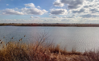 Камыши. Фото Елены Анисимовой