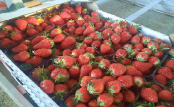 Клубника в магазине Ростова. Фото donnews.ru