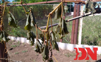 Пострадавший от заморозков виноград. Фото donnews.ru