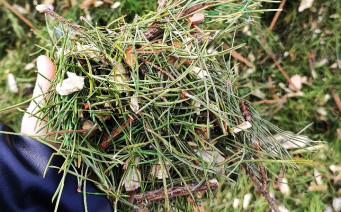 Хвойные веточки для животных. Фото пресс-службы компании «ЭКОГРАД-Н»