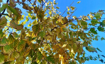 Жёлтые осенние листья. Фото ruffnews.ru