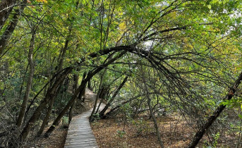Дорожки в роще «Красная весна». Фото Дарьи Булатовой, «Яндекс.Карты»
