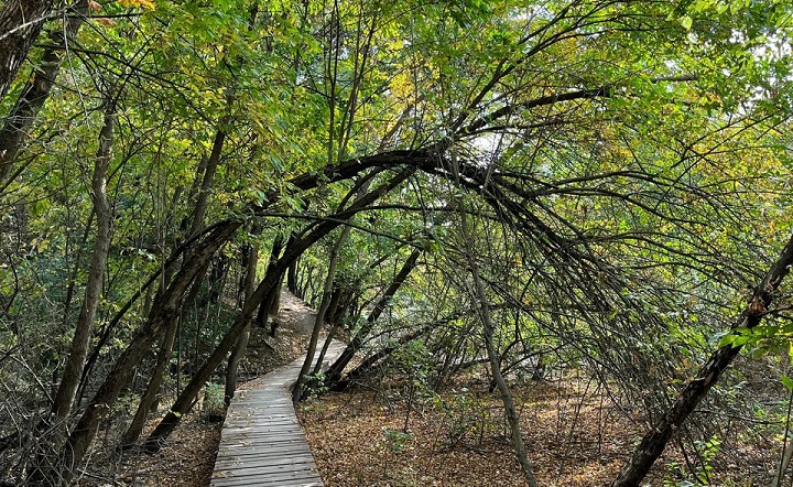 Дорожки в роще «Красная весна». Фото Дарьи Булатовой, «Яндекс.Карты»