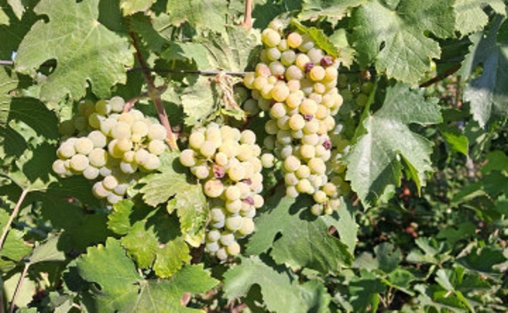 Виноград. Фото donnews.ru