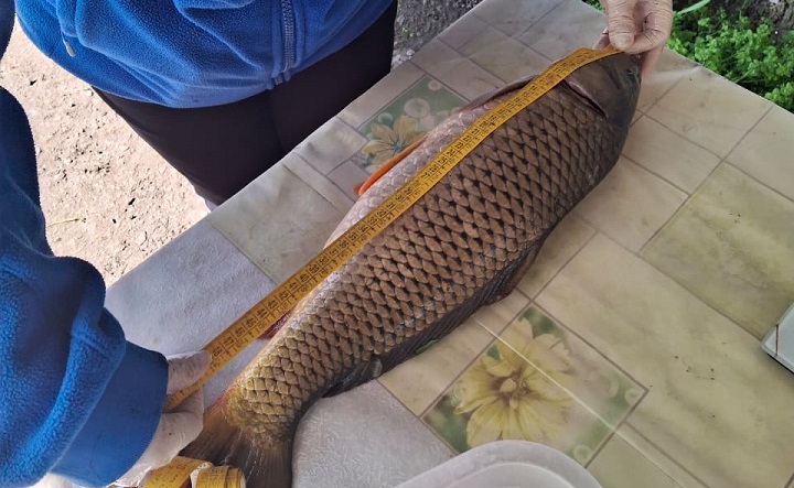 Измерение рыбы. Фото пресс-службы Азово-Черноморского филиала ГНЦ РФ ФГБНУ «ВНИРО»