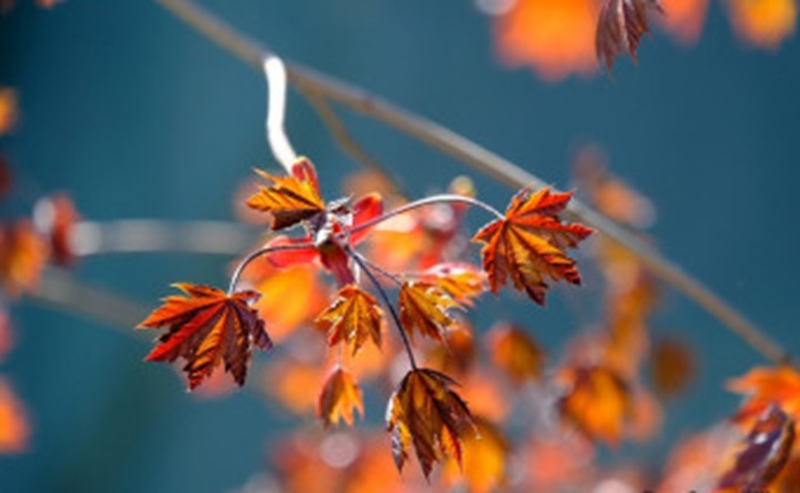 Осенние листья. Фото Никиты Сиденина