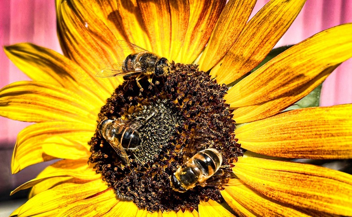 Пчёлы на подсолнухе. Фото Елены Анисимовой ruffnews.ru