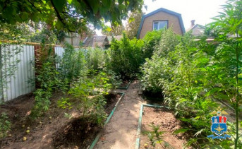 Кусты конопли на приусадебном участке. Фото пресс-службы УТ МВД России по СКФО