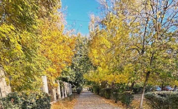 Осенняя аллея. Фото ruffnews.ru