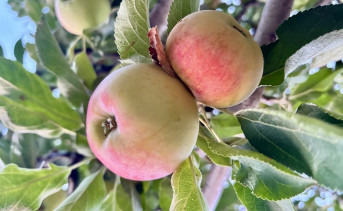 Спелые яблоки. Фото ruffnews.ru