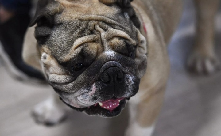 Собака породы английский бульдог. Фото Екатерины Чесноковой, © РИА Новости