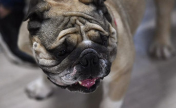 Собака породы английский бульдог. Фото Екатерины Чесноковой, © РИА Новости