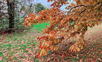 Осенние лиcтья. Фото ruffnews.ru