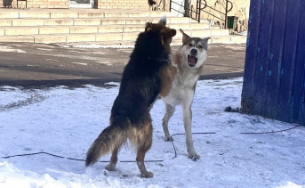 Бездомные собаки в Таганроге. Фото ruffnews.ru