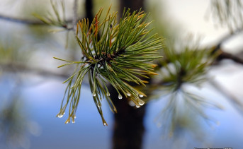 Ветка сосны. Фото Никиты Сиденина