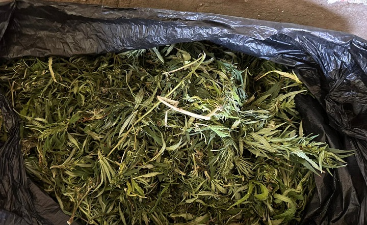 Изъятая марихуана. Архивное фото пресс-службы УМВД по Ростовской области