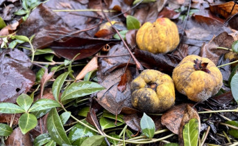 Декабрь в Таганроге. Фото ruffnews.ru