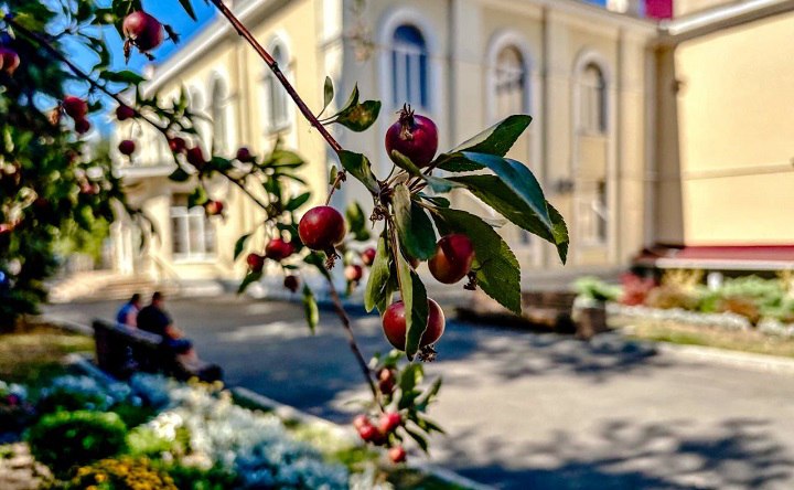 Райские яблочки в августе у ГДК Таганрога. Фото ruffnews.ru
