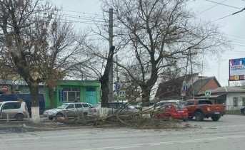 Сломанные ветром деревья. Фото Любови Михеевой