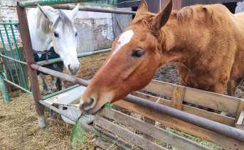 Лошадь угощают хвойными веточками. Фото пресс-службы компании «ЭКОГРАД-Н»