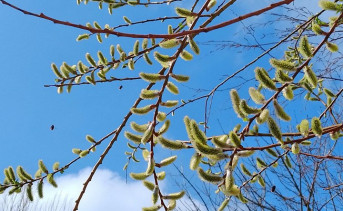 Цветущая верба. Фото ruffnews.ru