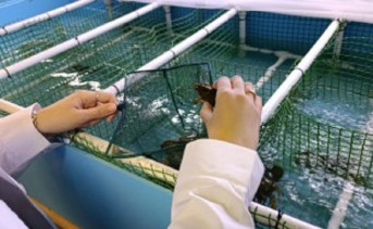 Выращивание длиннопалого рака. Фото пресс-службы Азово-Черноморского филиала ГНЦ РФ ФГБНУ «ВНИРО» («АзНИИРХ»)