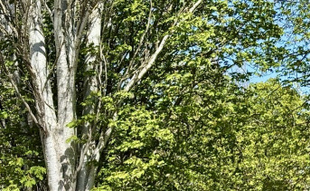 Зелёные насаждения в Таганроге. Фото ruffnews.ru