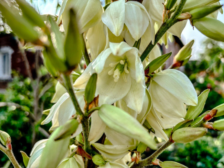 Юкка. Фото ruffnews.ru