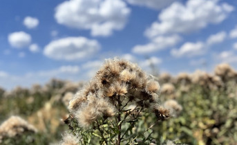 Чертополох. Фото ruffnews.ru