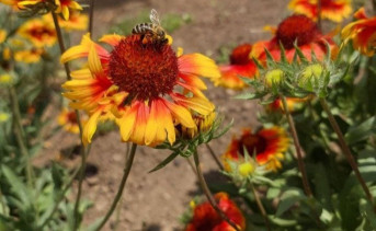 Цветы. Фото Ольги Максимовой