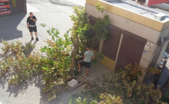 Незаконный спил дерева. Фото telegram-канала «Азов События»