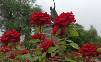 Памятник Платову и цветы. Фото Марины Мардарь