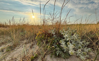 Куст синеголовника на берегу Таганрогского залива. Фото ruffnews.ru