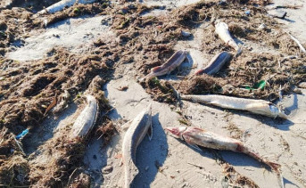 Погибшие осетры. Фото Анатолия Ивашова/Таганрогская правда