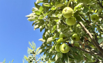 Яблоки на дереве. Фото ruffnews.ru