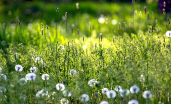 Луговые цветы. Фото Дениса Демкова